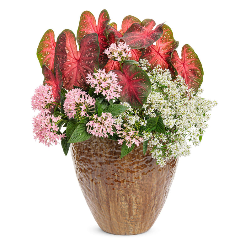 Diamond Snow® Euphorbia