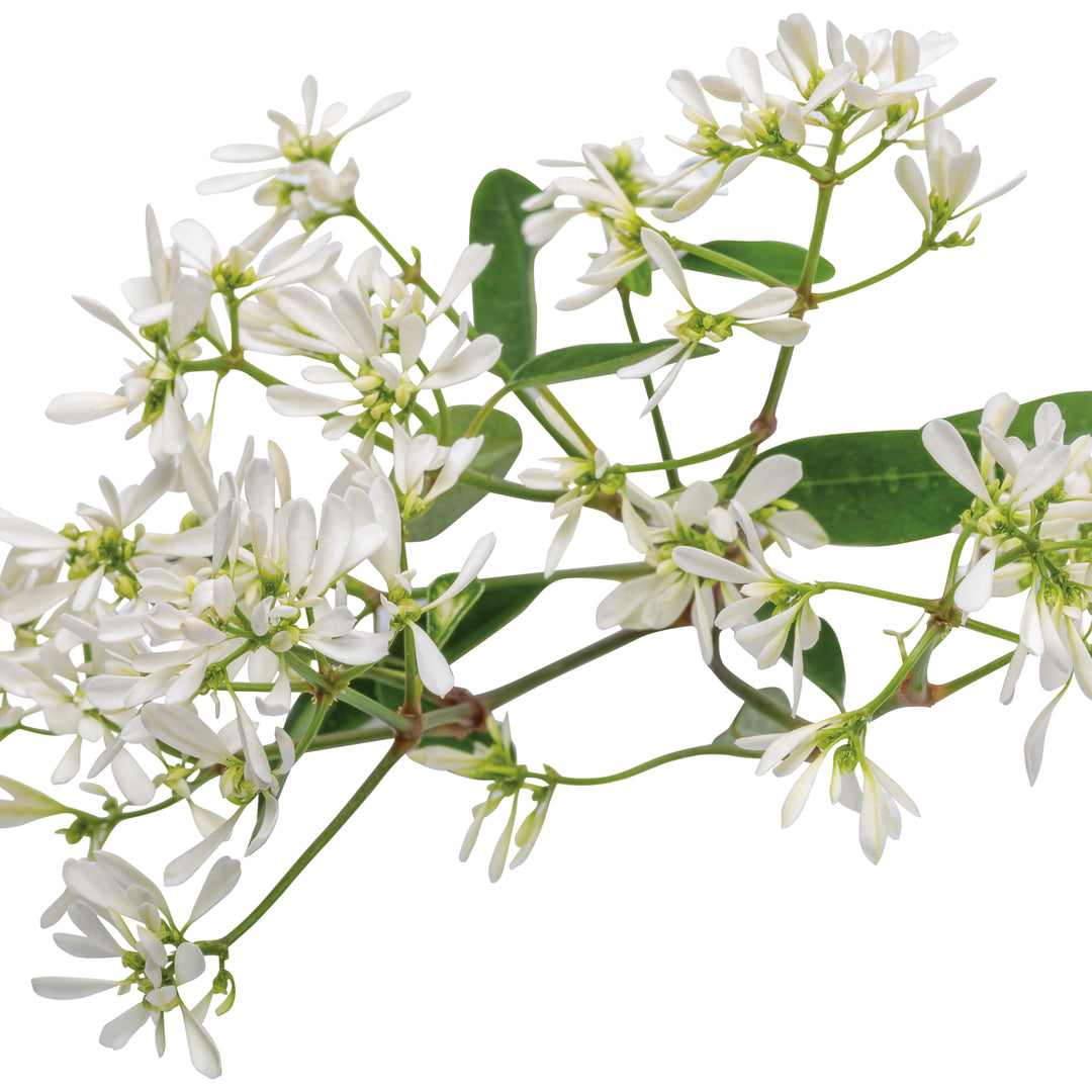Euphorbia | Diamond Snow | Proven Winners Annuals  Proven Winners Direct