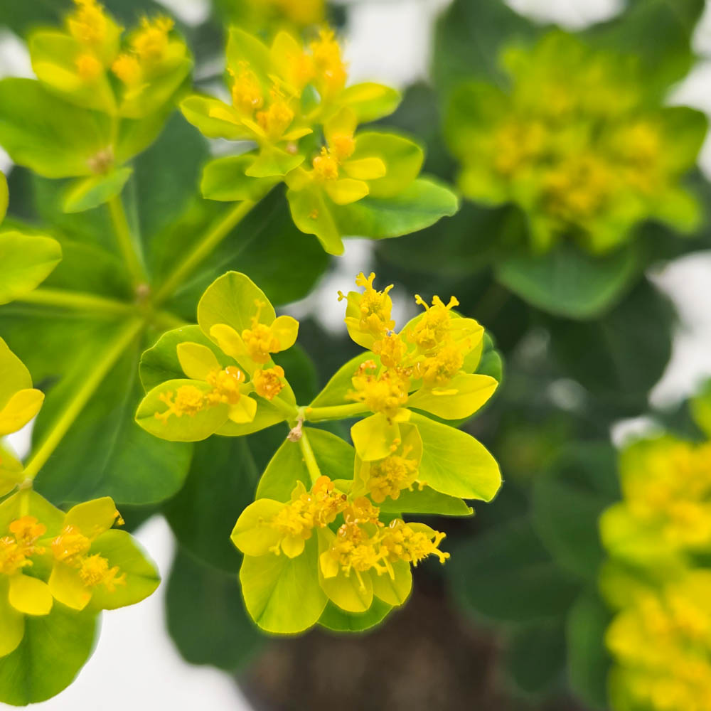 'Urge to Splurge' Euphorbia