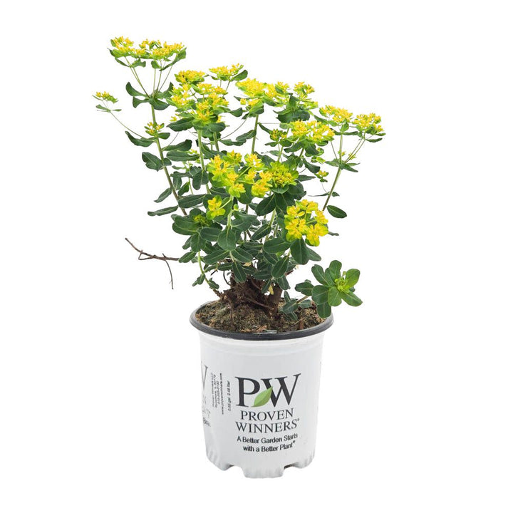 potted plant with small yellow flowers Spurge | 'Urge to Splurge'