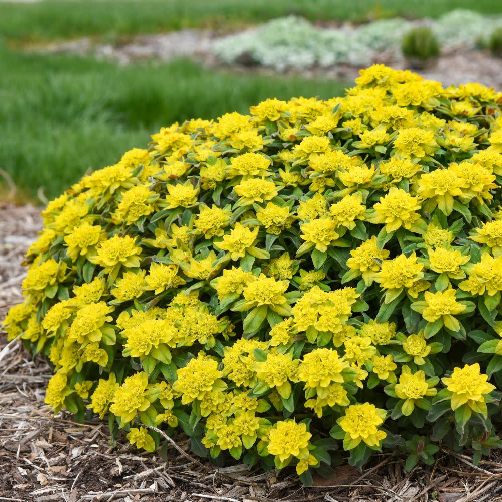 spurge succulent Spurge | 'Urge to Splurge'