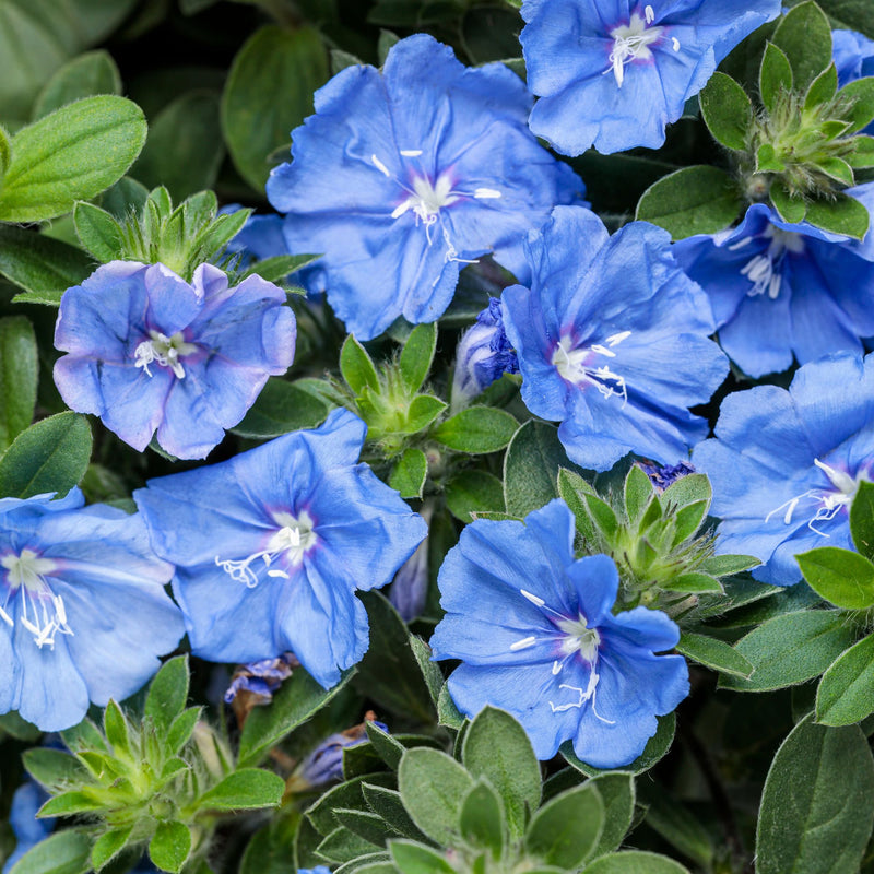 Blue My Mind® Dwarf Morning Glory (Evolvulus hybrid)