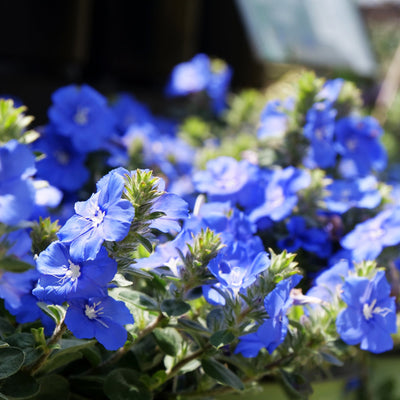 Blue My Mind® Dwarf Morning Glory (Evolvulus hybrid)