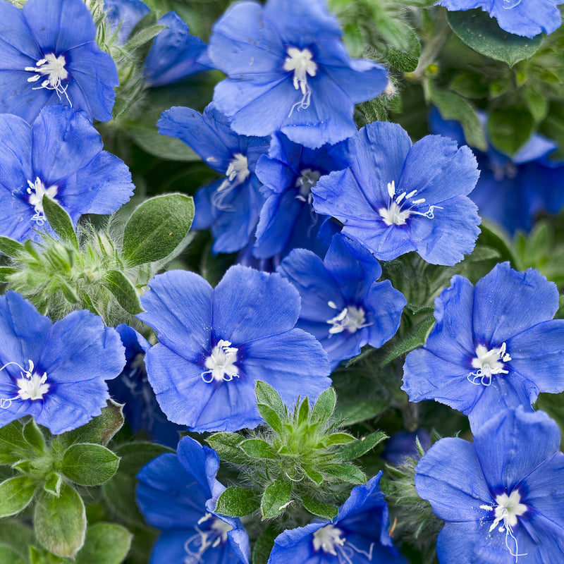 Blue My Mind Dwarf Morning Glory up close.