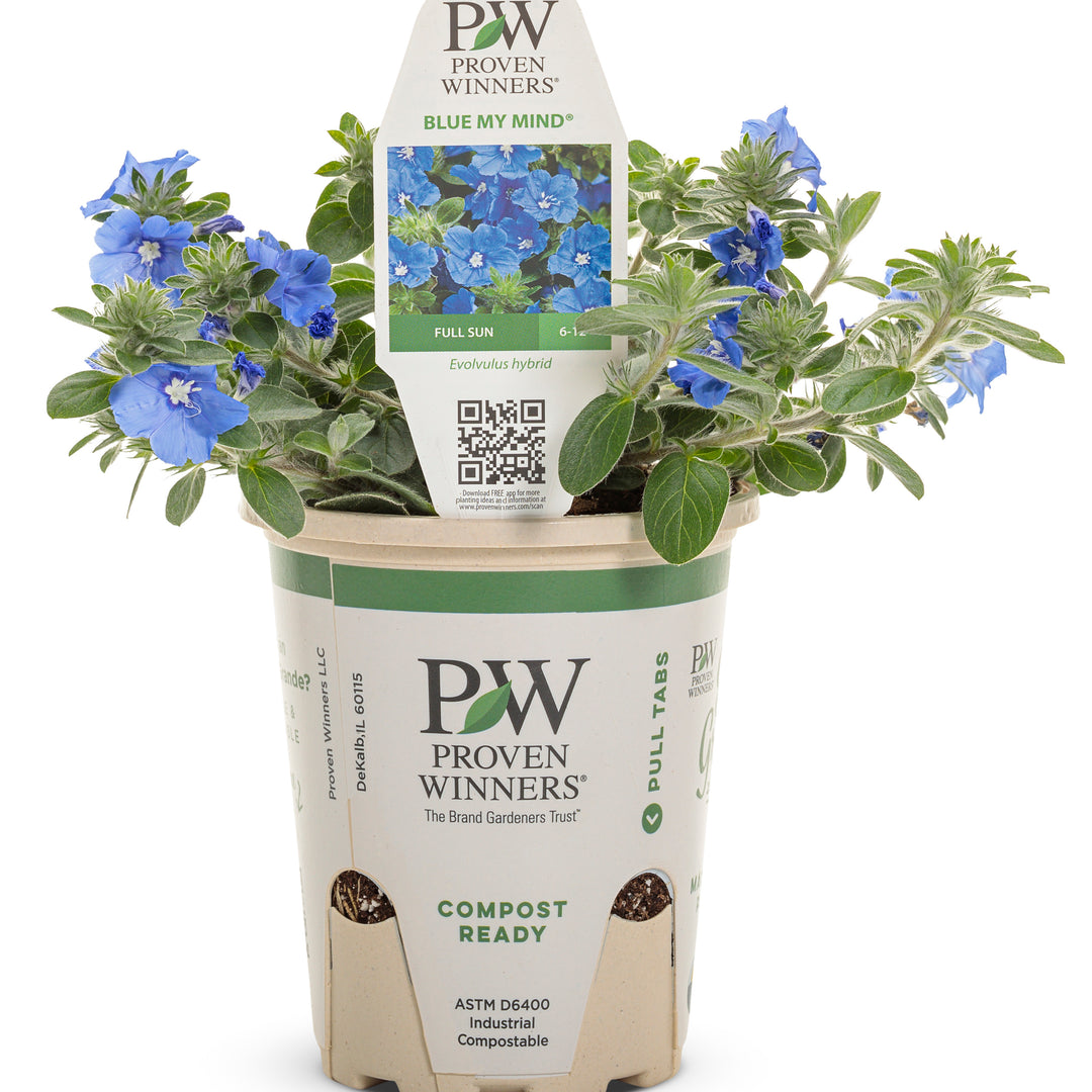 Dwarf Morning Glory | Blue My Mind | Proven Winners Annuals  Proven  Winners Direct