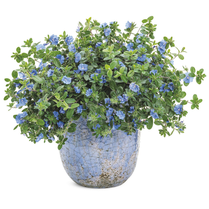 Blue My Mind® Dwarf Morning Glory (Evolvulus hybrid)