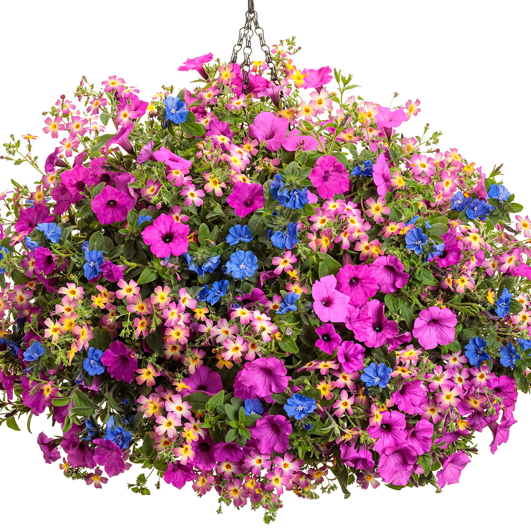 blue my mind plant fertilizer Dwarf Morning Glory | Blue My Mind®