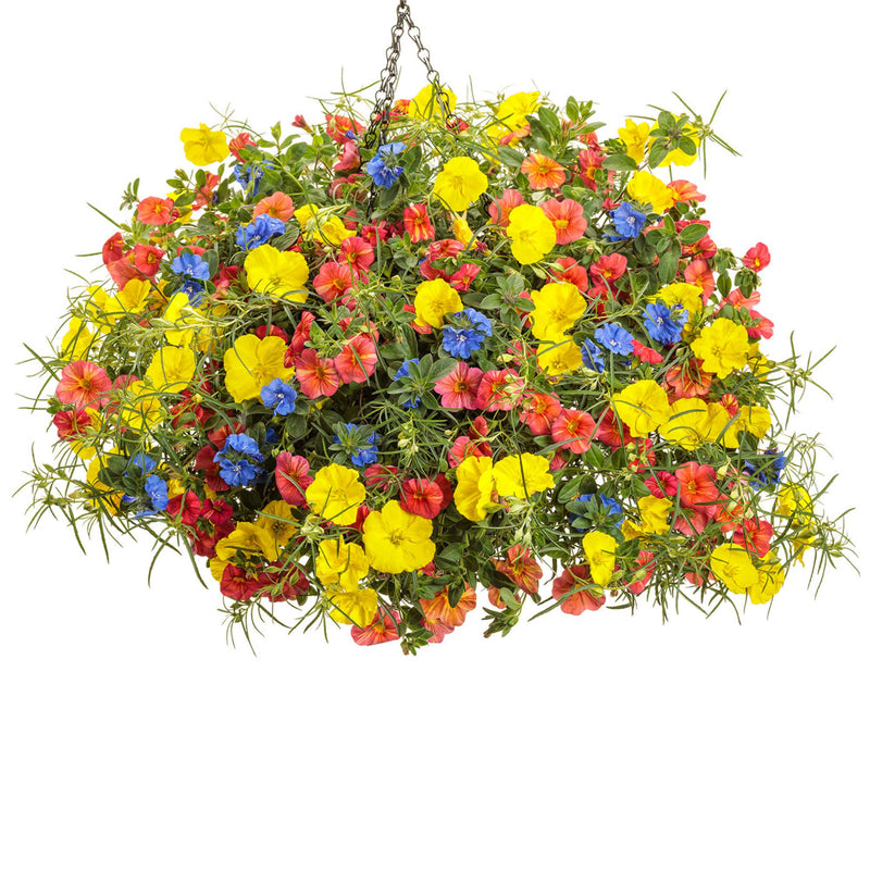 Blue My Mind® Dwarf Morning Glory (Evolvulus hybrid)