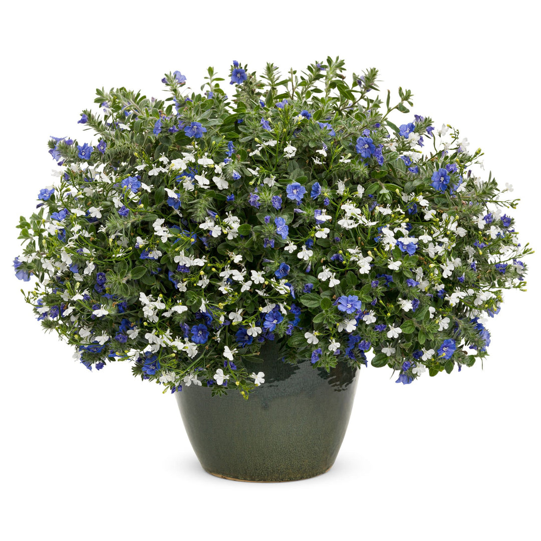 Blue My Mind® Dwarf Morning Glory (Evolvulus hybrid)