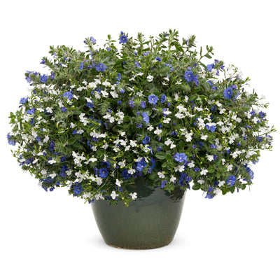 Blue My Mind® Dwarf Morning Glory (Evolvulus hybrid)