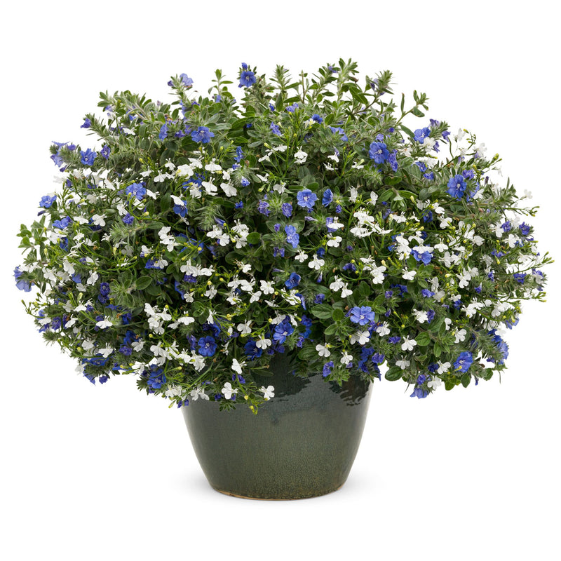 Blue My Mind® Dwarf Morning Glory (Evolvulus hybrid)