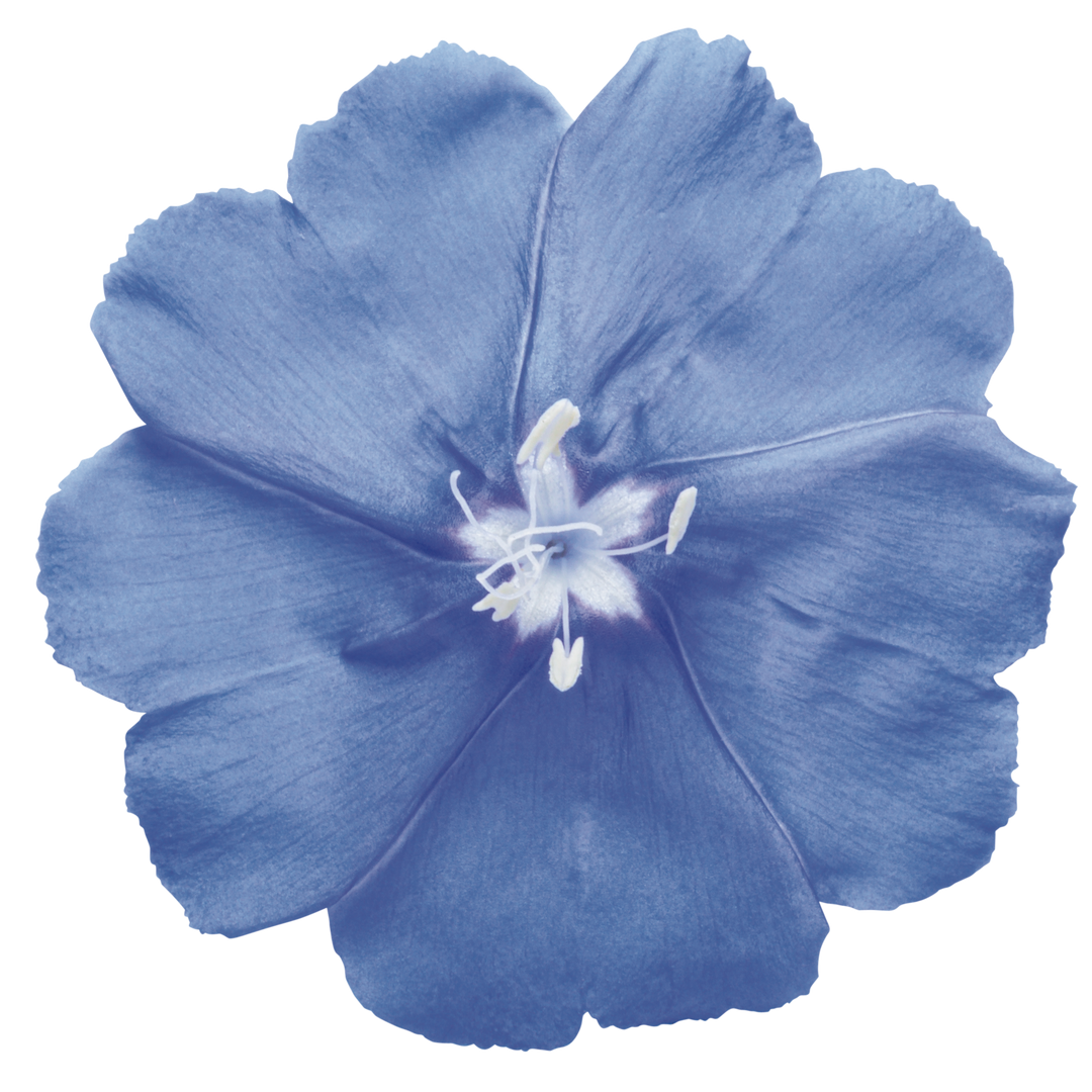 Dwarf Morning Glory | Blue My Mind® | Proven Winners® Annuals