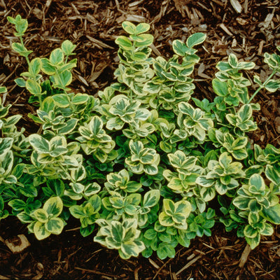 Gold Splash® Wintercreeper (Euonymus)