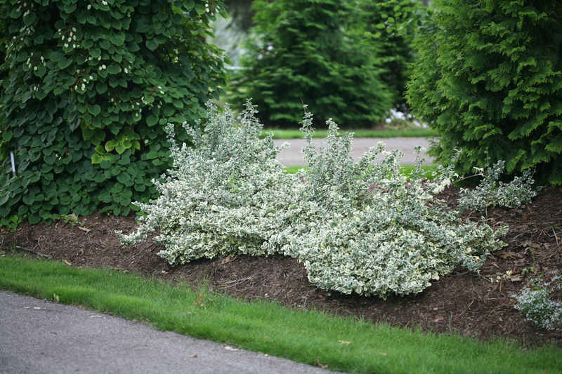 White Album® Wintercreeper (Euonymus)