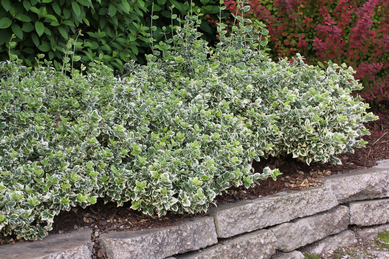 White Album® Wintercreeper (Euonymus)