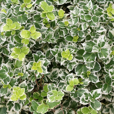 White Album® Wintercreeper (Euonymus)