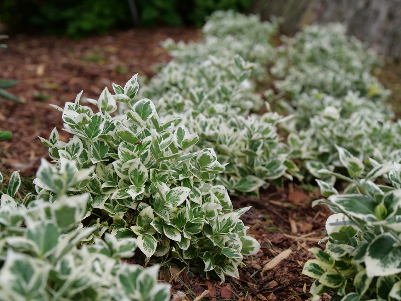 White Album® Wintercreeper (Euonymus)