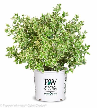 White Album® Wintercreeper (Euonymus)