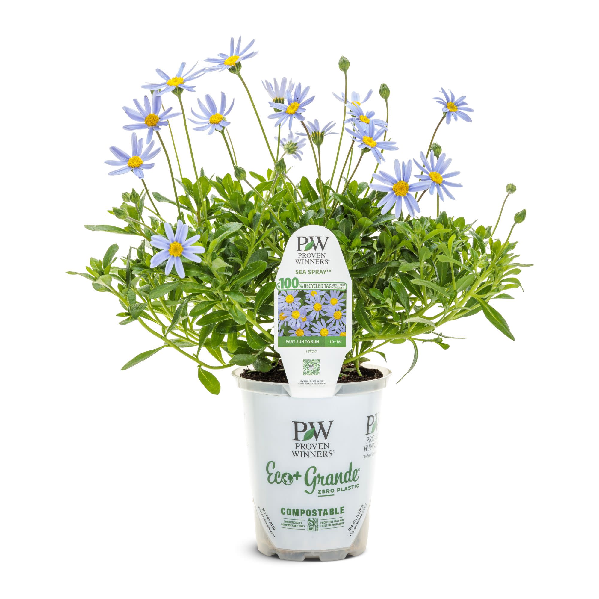 blue felicia daisy | Sea Spray™ | Proven Winners® Annuals – Proven
