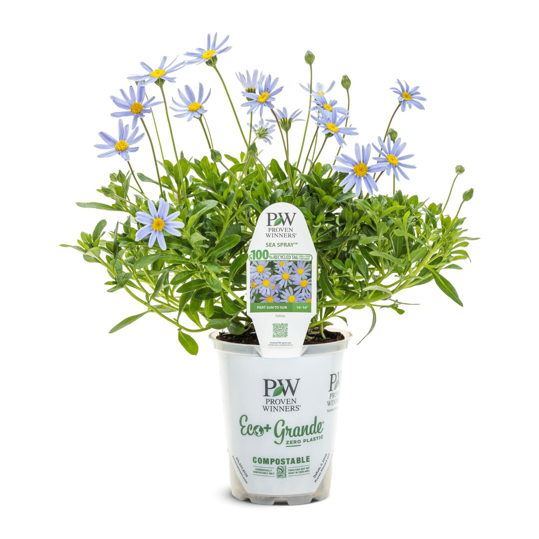 Sea Spray™ blue felicia daisy (Felicia amelloides) | Proven Winners® New Variety 2027