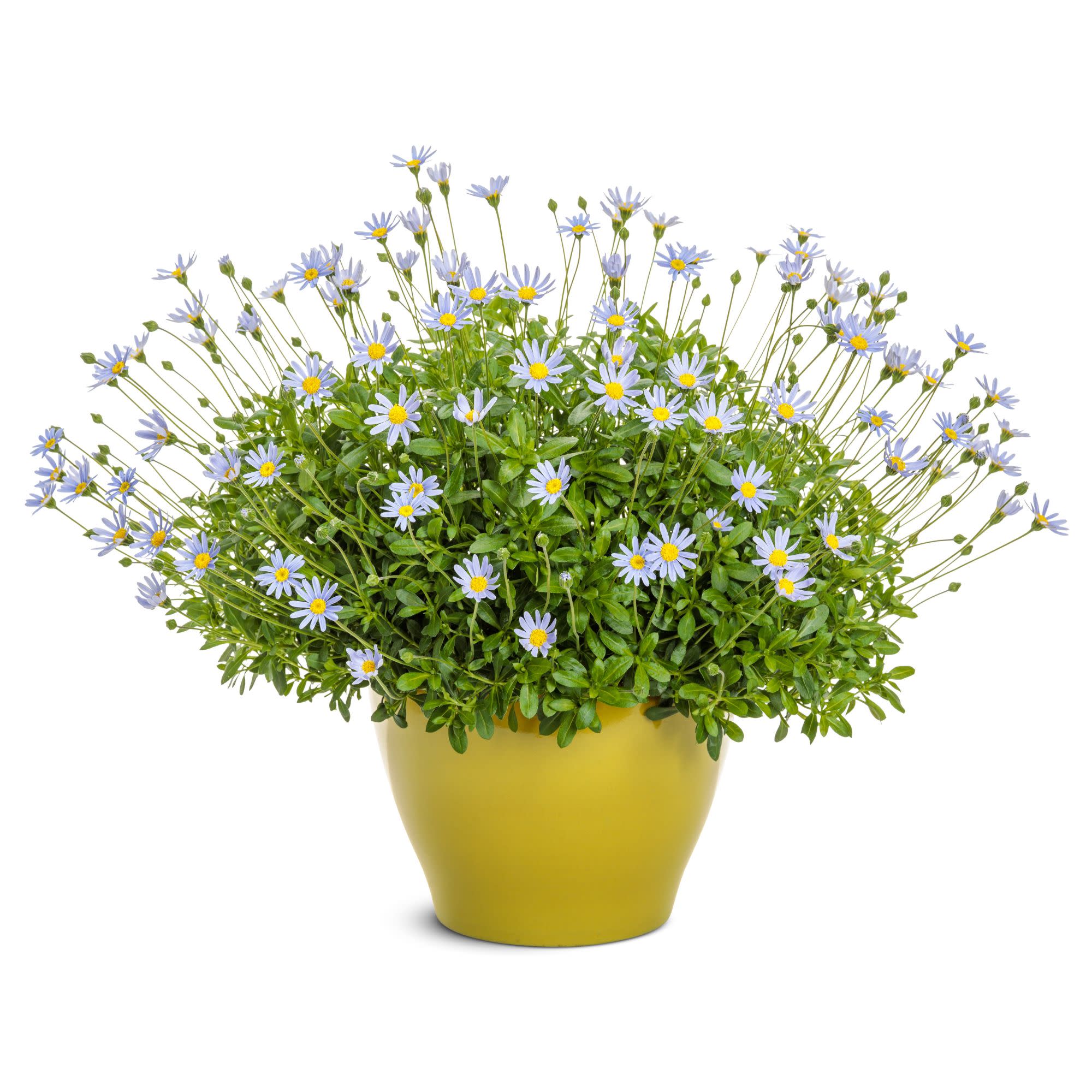 blue felicia daisy | Sea Spray™ | Proven Winners® Annuals – Proven