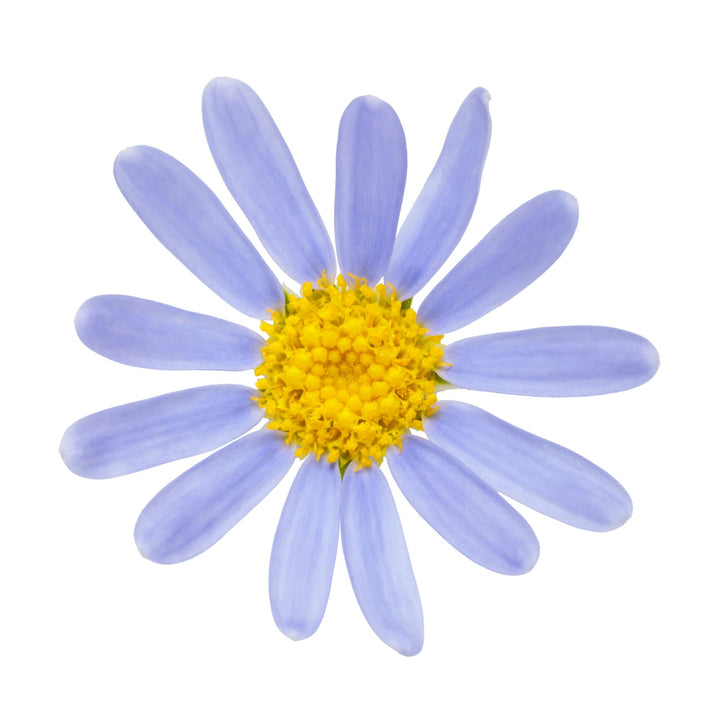 Sea Spray™ blue felicia daisy (Felicia amelloides) | Proven Winners® New Variety 2027