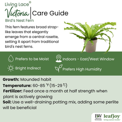 leafjoy Living Lace Victoria Birds Nest Fern detailed care information.