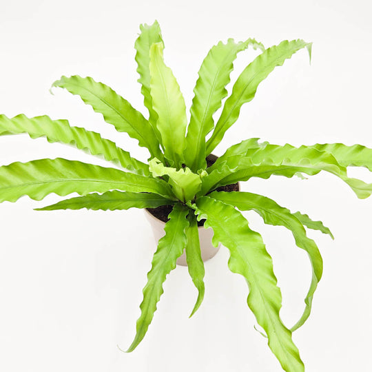 leafjoy® Living Lace® Victoria Bird's Nest Fern (Asplenium antiquum)