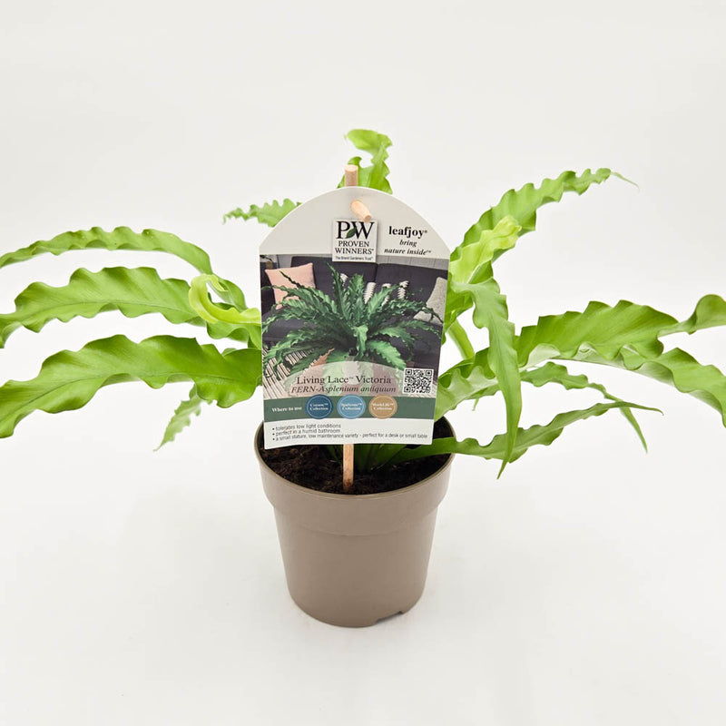 leafjoy Living Lace Victoria Birds Nest Fern in container with plant tag.