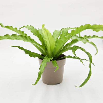 leafjoy Living Lace Victoria Birds Nest Fern in container.