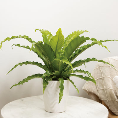 Living Lace Victoria Bird's Nest Fern in use.