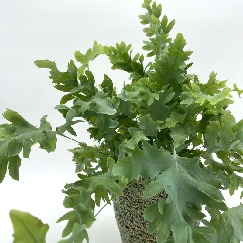 leafjoy Living Lace Davana Blue Star Fern up close.