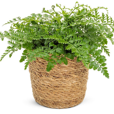 leafjoy Living Lace Parvati Living Lace Parvati Mother Fern in container.