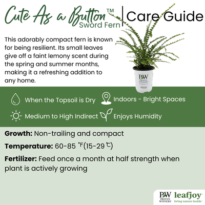 leafjoy® Living Lace® Cute as a Button™ Sword Fern detailed care information.