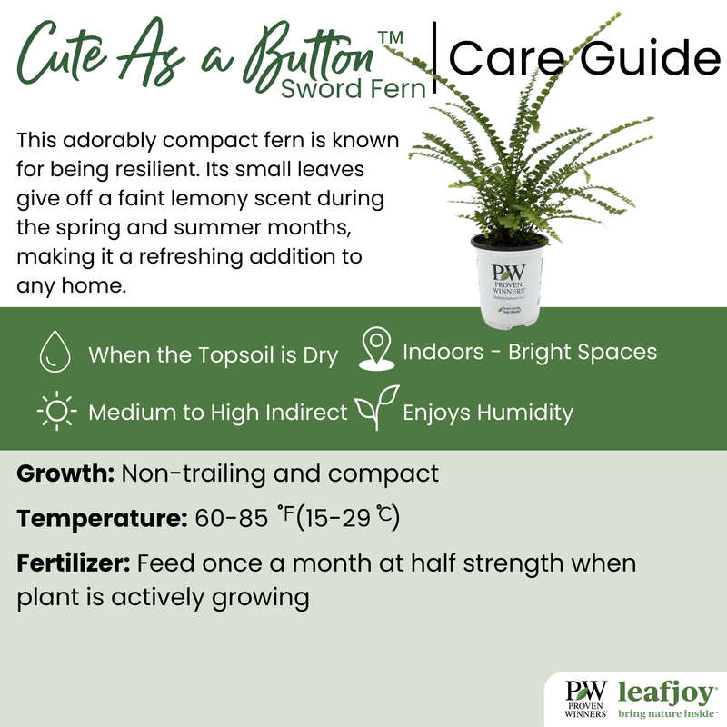 leafjoy® Living Lace® Cute as a Button™ Sword Fern detailed care information.