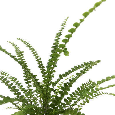 leafjoy Living Lace Cute as a Button Sword Fern up close.