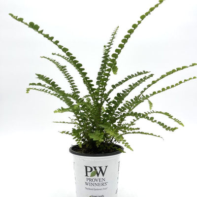 leafjoy Living Lace Cute as a Button Sword Fern in container.