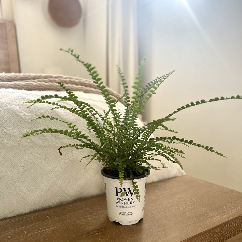 leafjoy Living Lace Cute as a Button Sword Fern in use.