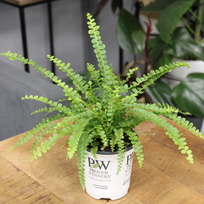 leafjoy Living Lace Cute as a Button Sword Fern in use.