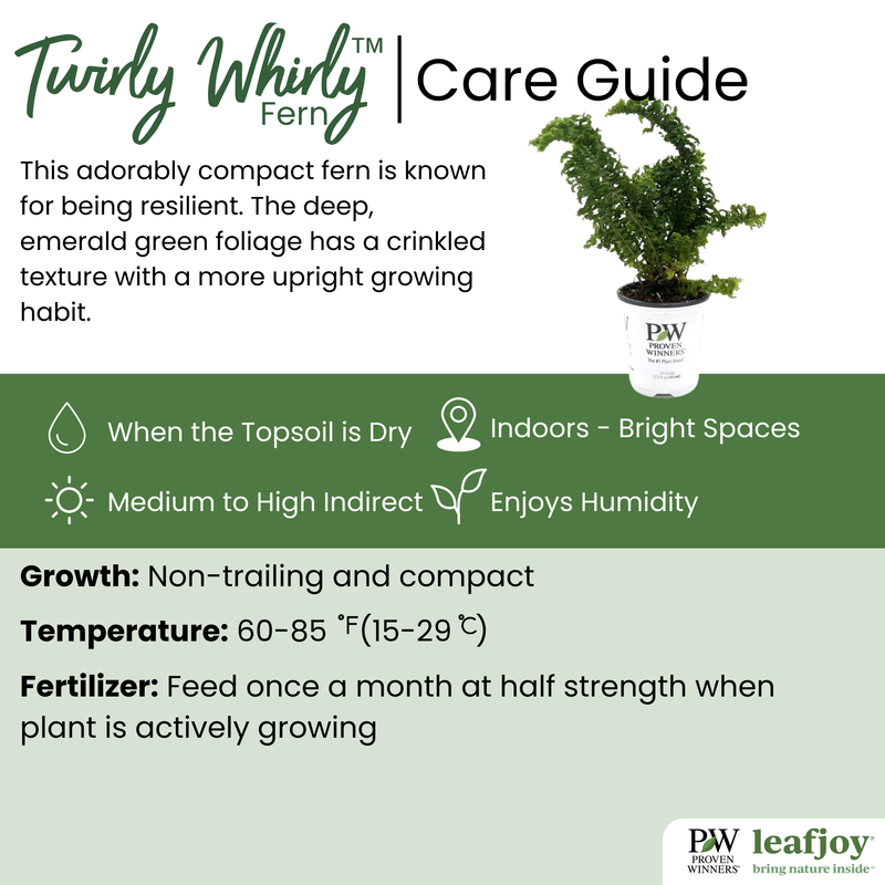 leafjoy® Living Lace® Twirly Whirly™ Button Fern detailed care information.