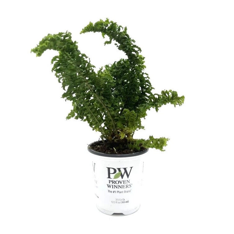 leafjoy Living Lace Twirly Whirly Button Fern in container.