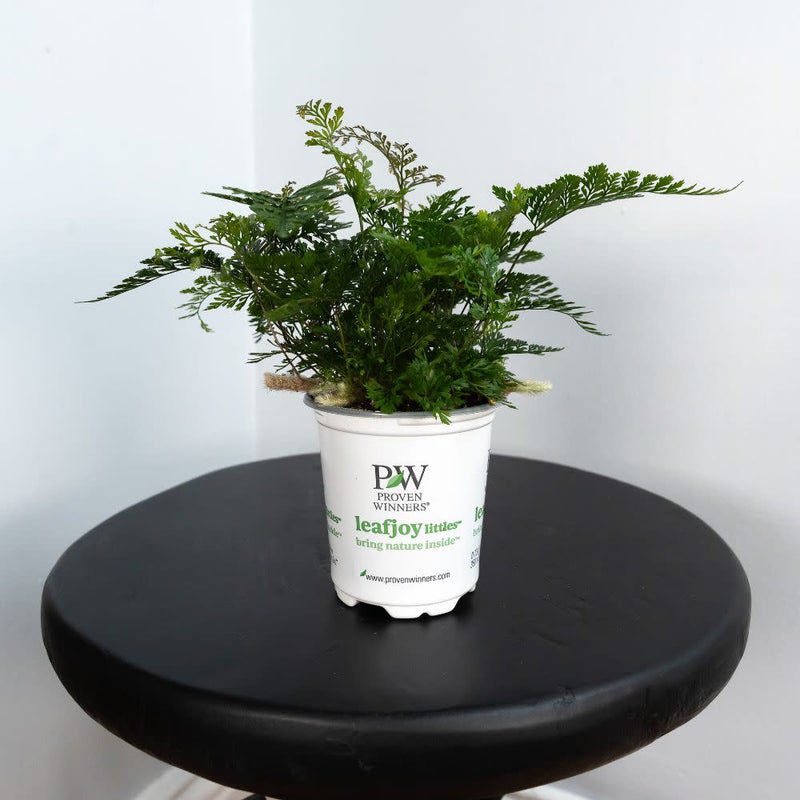 leafjoy littles™ Living Lace® Wooly Tassel™ Rabbit’s Foot Fern (Davallia fejeensis)