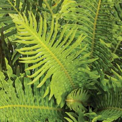 'Silver Lady' Dwarf Tree Fern up close.