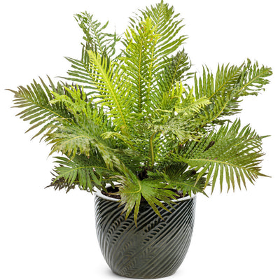 'Silver Lady' Dwarf Tree Fern in use.