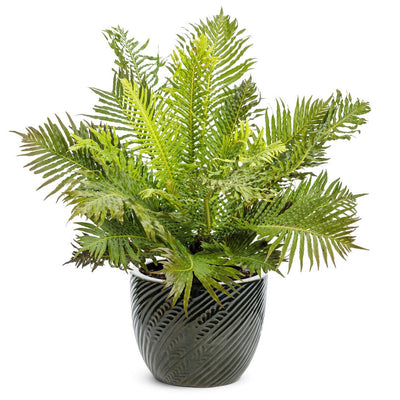 'Silver Lady' Dwarf Tree Fern in use.