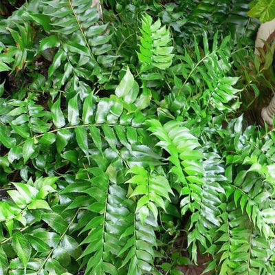 Dwarf Holly Fern up close.