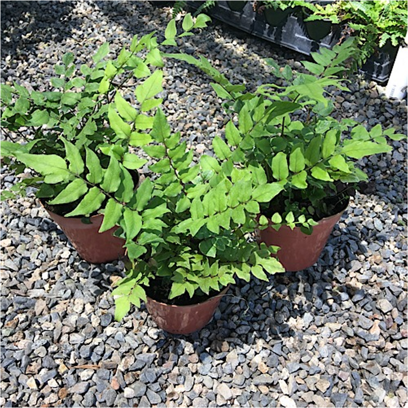 Dwarf Holly Fern in use.