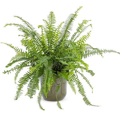 'Kimberley Queen' Australian Sword Fern (Nephrolepis obliterata) Royale