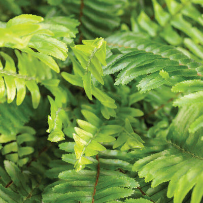 'Kimberley Queen' Australian Sword Fern (Nephrolepis obliterata) Royale