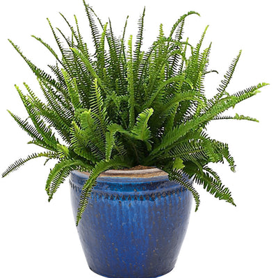 Limited Edition Royale | 'Kimberley Queen' Australian Sword Fern (Nephrolepis obliterata)